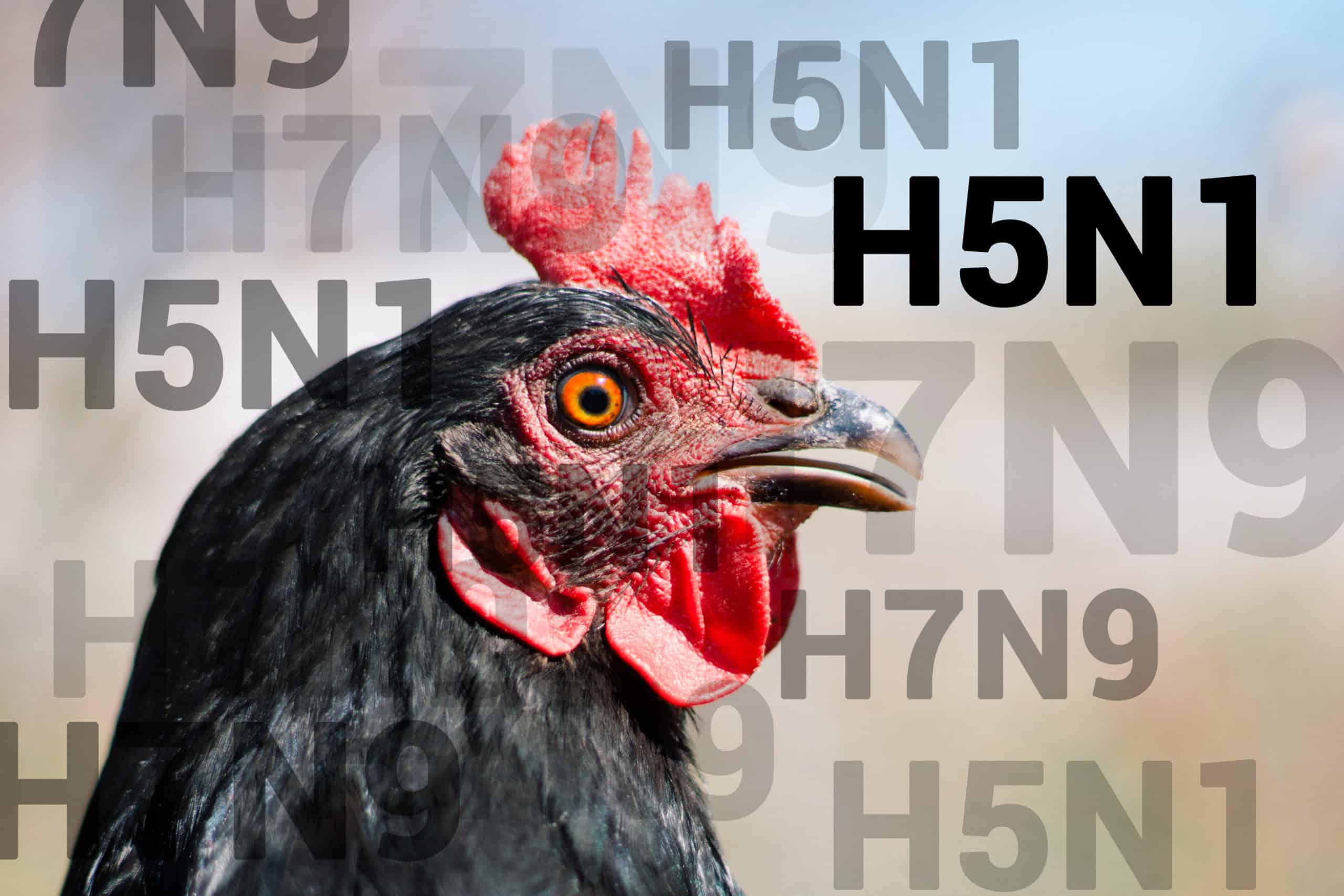 Avian Flu Or Bird Flu: What You Need To Know | GIDEON