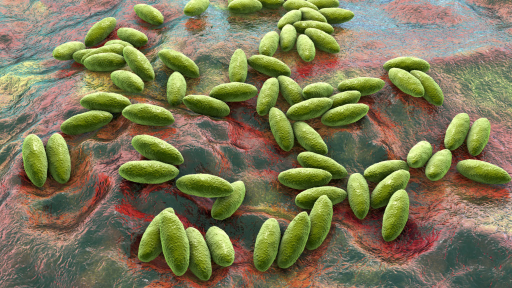 Brucella bacteria, 3D illustration. Gram-negative bacteria that cause brucellosis in cattle and humans and are transmitted to humans by direct contact with ill animal or by contaminated milk
