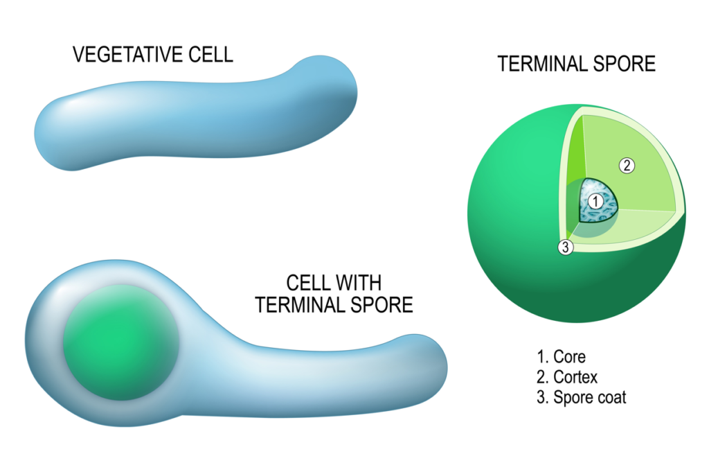Image: Clostridium tetani. Anatomy of the cell with terminal spore, and vegetative cell. Structure of the terminal spore: core, cortex, and spore coat.